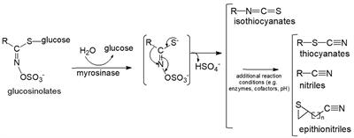 The role of isothiocyanate-rich plants and supplements in neuropsychiatric disorders: a review and update